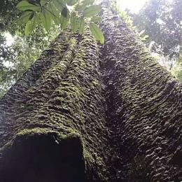 非洲千年巨树有多大？哈哈，一颗原木挖空变三室一厅