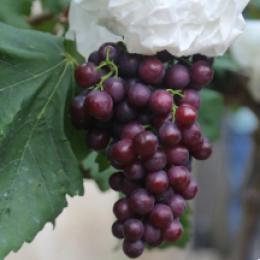 马陆葡萄已经成熟，预计将在6月1日全面开售