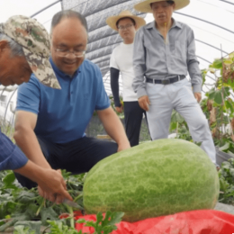 杭州农民种出78斤的特大西瓜，刷新全省纪录 准备留着和家人分享