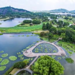 上海辰山植物园睡莲展开幕